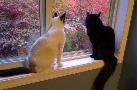 Buddies - warm, trees, buddies, autumn, cats, black and white, indoors, leaves