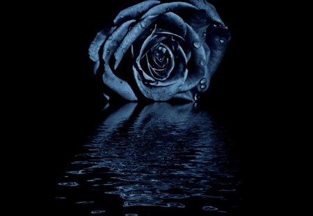 The Blue Rose