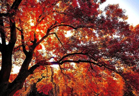 AUTUMN TREE - sky, tree, sunshine, autumn