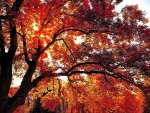 AUTUMN TREE