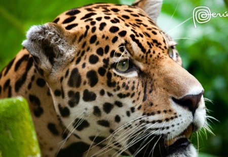 Jaguar - cats, big cats, felines, jaguar