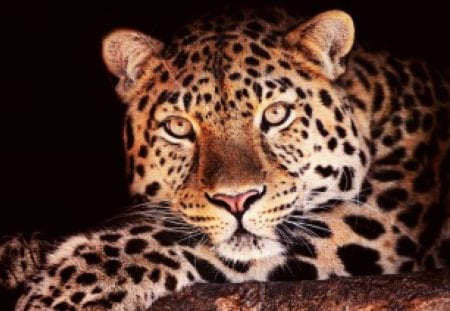 Leopard - cats, big cats, felines, leopard