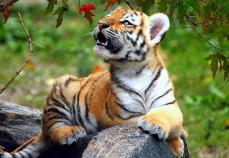 Tiger Cub Discovering The World - big cats, felines, cub, cats, tiger