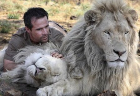 The Lion Whisperer - lions, lion whisperer, zoologist, kevin richardson, animal behaviourist