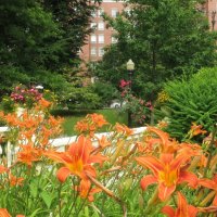 daylilies