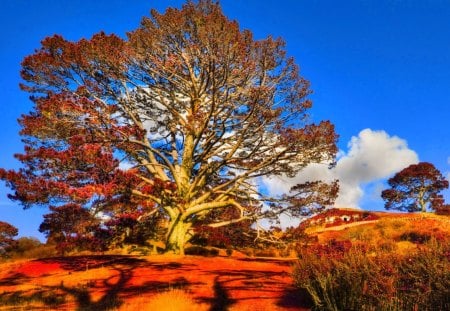 AUTUMN TREE - trees, nature, season, autumn