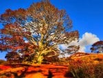 AUTUMN TREE