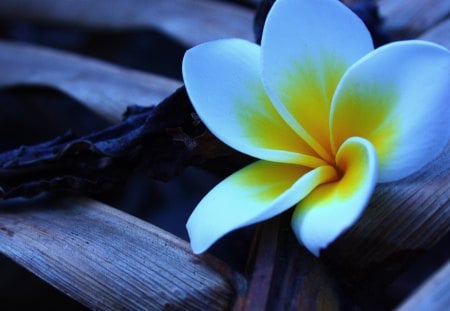 Frangipani in the Morning - morning, flower, frangipani, plant