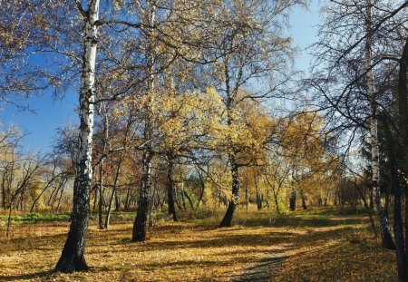 *** Autumn Trees *** - drzewa, droga, jesien