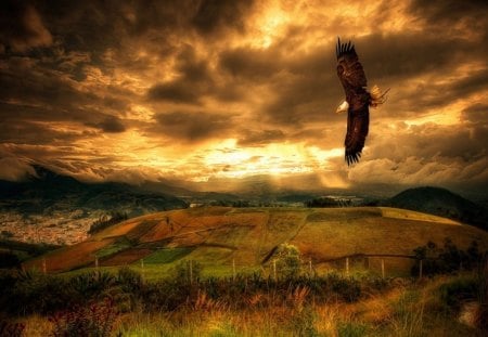 Eagle in Flight - flying, feathers, eagle, wings, white, brown, light, field, bushes, nature, mountain, beam, animals, bird, landscape, flowers, hills, sky, clouds, slopes, head, trees, day