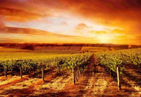 vinyards with a orange sky - sky, vinyards, orange, sunset