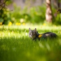 Resting in the Grass