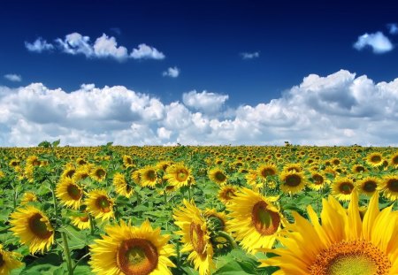 Field of Sunflowers - sky, sunflowers, stems, daylight, day, field, nature, white, yellow, clouds, petals, blue, bunch, green, flowers