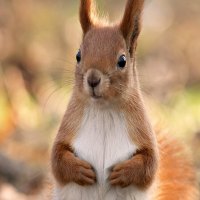 Eurasian Red Squirrel, all over Northern Part of America