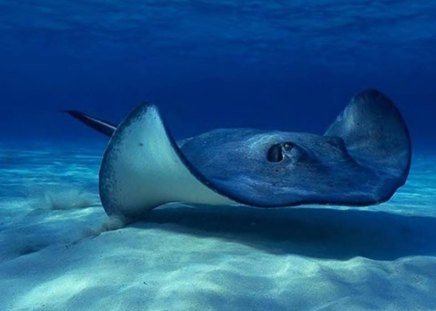 Stingray - stingray, animal, ocean, water