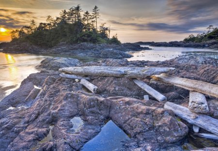 pacific rim np vancouver island - logs, trees, shore, island, sunrise