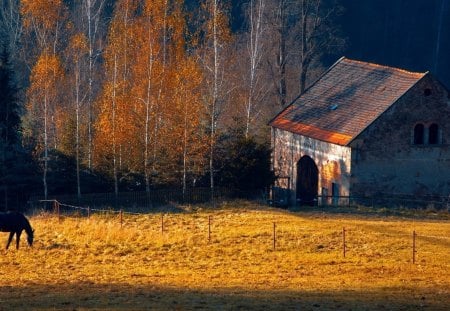 horse farm in autumn