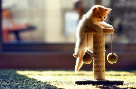 hanging on - funny, cute, cat, animals