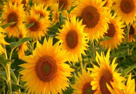 Sunny summer - garden, sunny, sunflowers, yellow, green