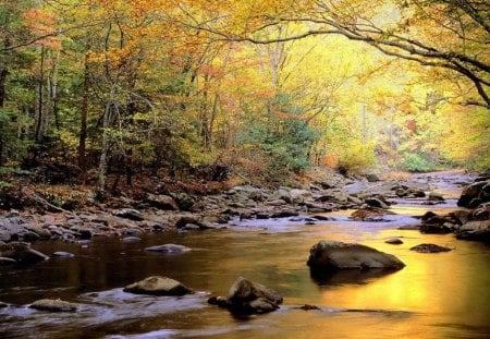 golden river - golde, river, forest, nature