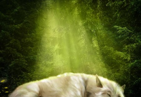 Sleeping Beauty - wolf, animals, dogs, abstract