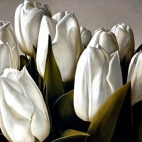 White Tulips 1