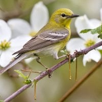 yellow songbird