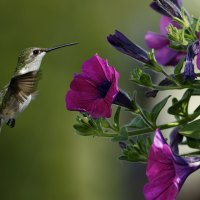 Bird and Purple Flowers