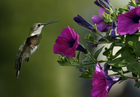 Bird and Purple Flowers - bird, flowers, purple, animals