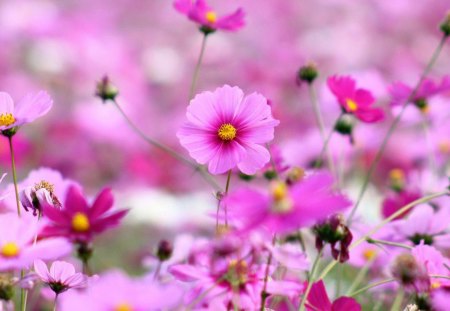 Purple Flowers - nature, purple, flowers, pink