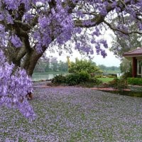 flowers in spring