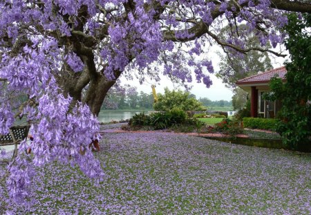 flowers in spring - flowers, spring, nature, time