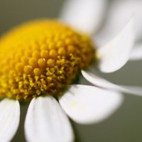 a big daisy