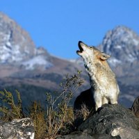 wolf predator in montana