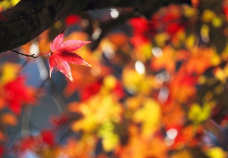 Autumn Leaves - beauty, bokeh, autumn, trees, peaceful, leaf, autumn leaves, fall, autumn leaf, pretty, tree, autumn splendor, lovely, autumn colors, nature, woods, forest, beautiful, leaves, splendor