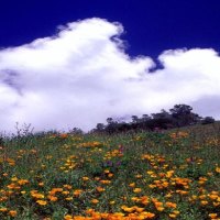 Poppies and clouds