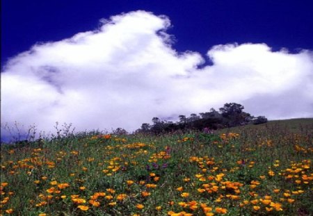 Poppies and clouds - poppies, clouds