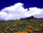 Poppies and clouds