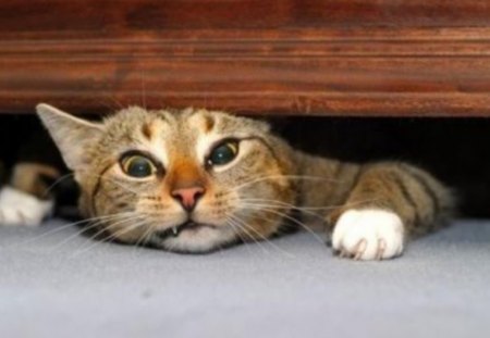 PLZZZZZZZZZ Help!! - stuck, cutefunny, funny, cute, cat