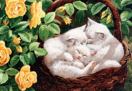 cats - cats in a basket, cats