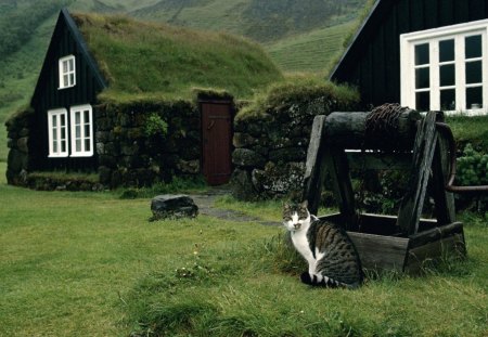 grey and white tabby - grey and white tabby, cat by a cottage