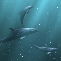 dolphins