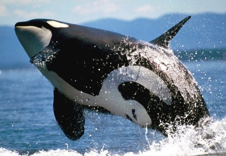 whale - whale, killer whale