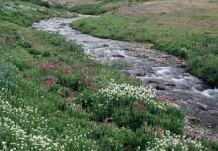 Creek - flowers, water, land, creek, mountins, flower, creeks