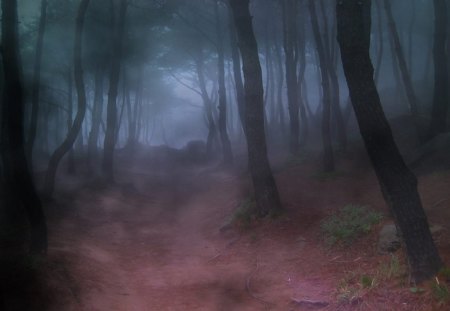 Dark forest - nature, forests, forest, magical, darkness, path, enchanting