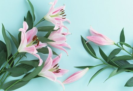 Lilies - flowers, easter, lilies, holiday, easter lilies, pink