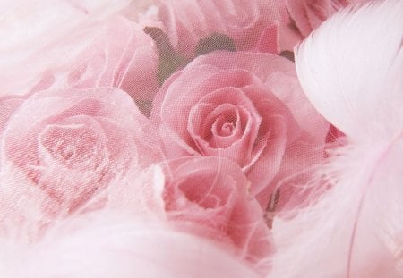 Pink roses - flowers, roses