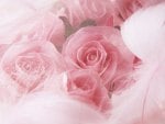 Pink roses