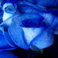 Roses Of Blue