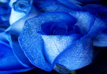 Roses Of Blue - flowers, blue roses